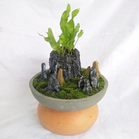 Farnt Plant Indoor